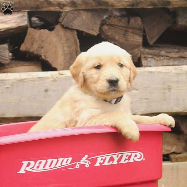 Winston, Golden Retriever Puppy